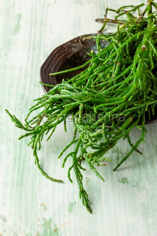 salicornia