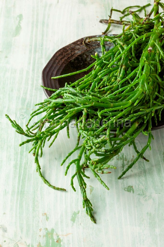 salicornia