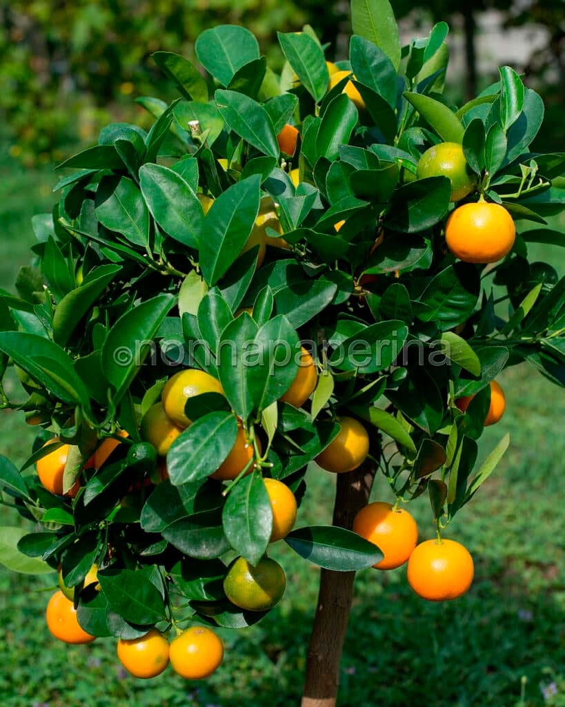 calamondino