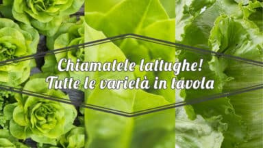 lattuga da insalata