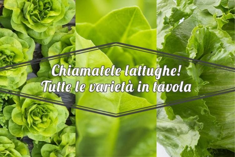 Lattuga da insalata, le varietà più buone lattuga da insalata