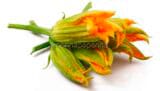 fiori di zucchina