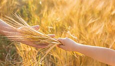 intolleranza al frumento