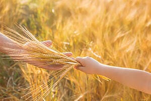 Intolleranza al frumento, cosa c’è da sapere Intolleranza al frumento, cosa c’è da sapere
