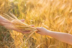 Intolleranza al frumento, cosa c’è da sapere