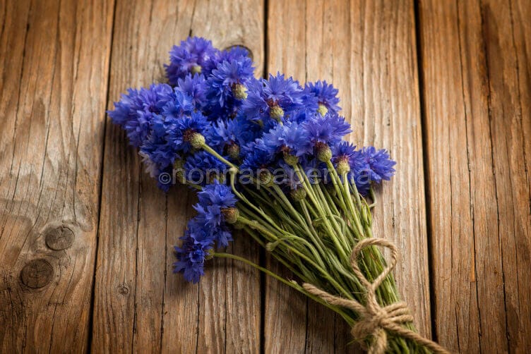 Il fiordaliso, una pianta da utilizzare in cucina fiordaliso