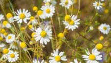 La camomilla, la regina delle tisane e non solo