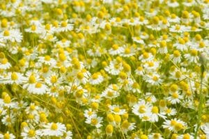 campi di camomilla