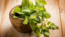La melissa, le sue proprietà e gli usi in cucina