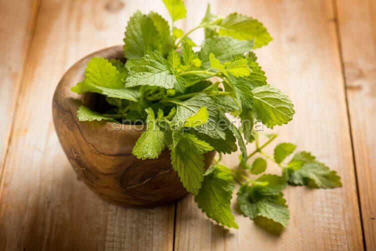 La melissa, le sue proprietà e gli usi in cucina melissa