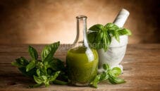 Olio al basilico, un condimento aromatizzato speciale Olio al basilico, un condimento aromatizzato speciale