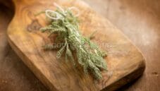 La santolina, una pianta aromatica dai mille usi