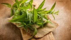 La verbena, una pianta officinale dalle mille proprietà