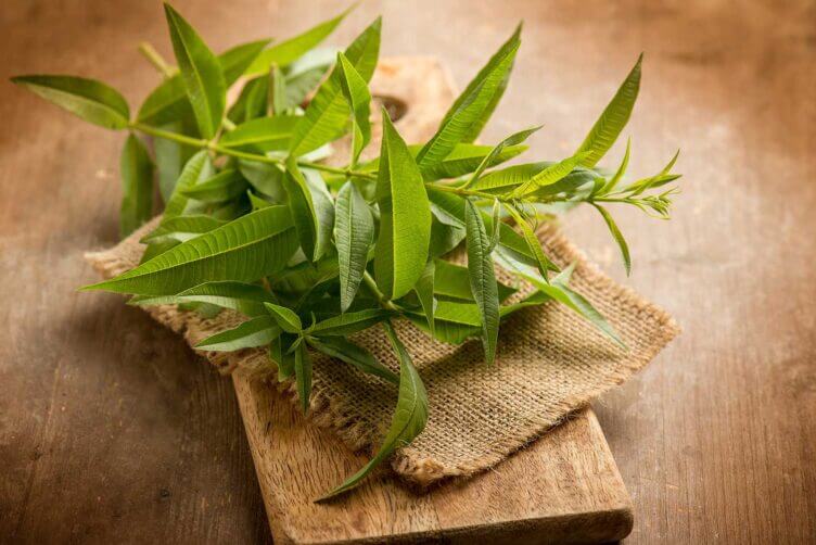 La verbena, una pianta officinale dalle mille proprietà verbena limoncina