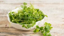 Acetosella, una pianta che ricorda il timo