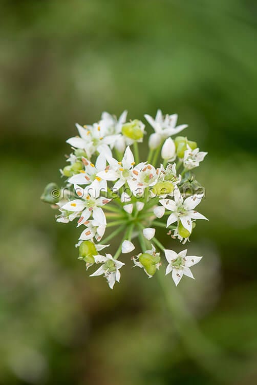 Aglio orsino Aglio orsino