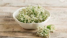 Aglio orsino, una pianta floreale aromatica