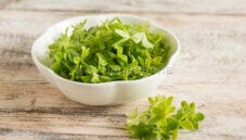 Asperula, una pianta aromatica da riscoprire Asperula, una pianta aromatica da riscoprire