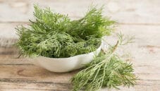 Erba cola, una pianta che profuma di coca cola