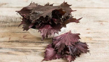 Shiso