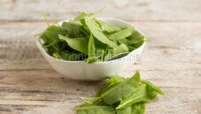 L’acetosa, una pianta aromatica sottovalutata