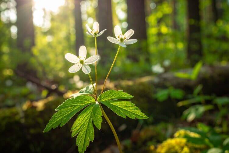 Asperula, una pianta aromatica da riscoprire