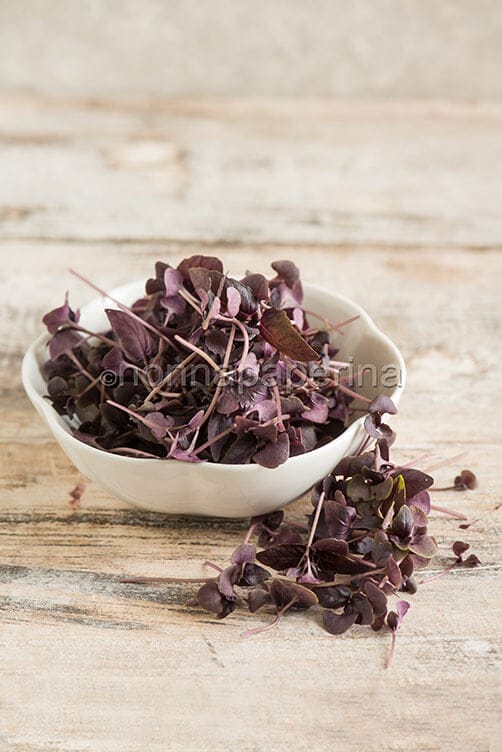 basilico rosso basilico rosso