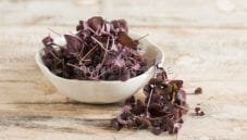 Basilico rosso e basilico verde, differenze e usi in cucina