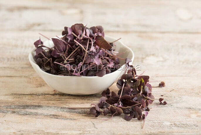 Red basil and green basil, their differences and uses in the kitchen Red basil and green basil, their differences and uses in the kitchen