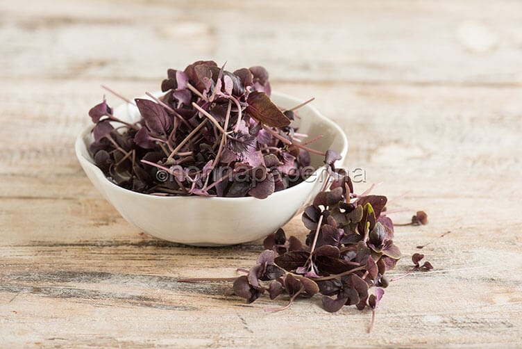 basilico rosso basilico rosso