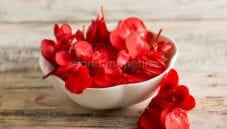 La begonia, una pianta floreale per interni e giardini