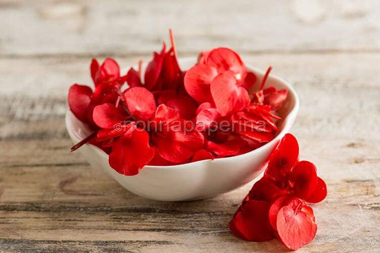 La begonia, una pianta floreale per interni e giardini la begonia