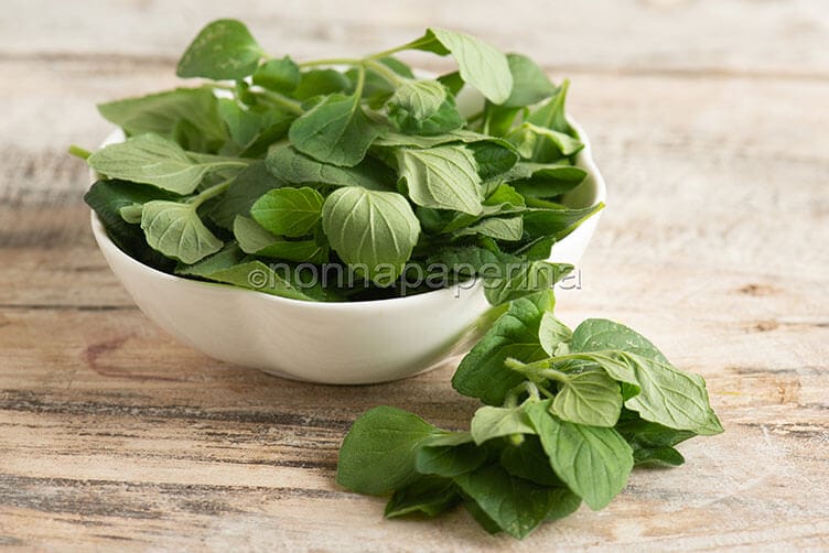 Menta e mentuccia romana