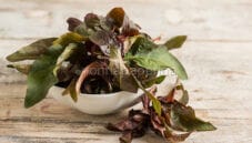 Pepe d’acqua giapponese, una pianta che sa di pepe Pepe d’acqua giapponese, una pianta che sa di pepe