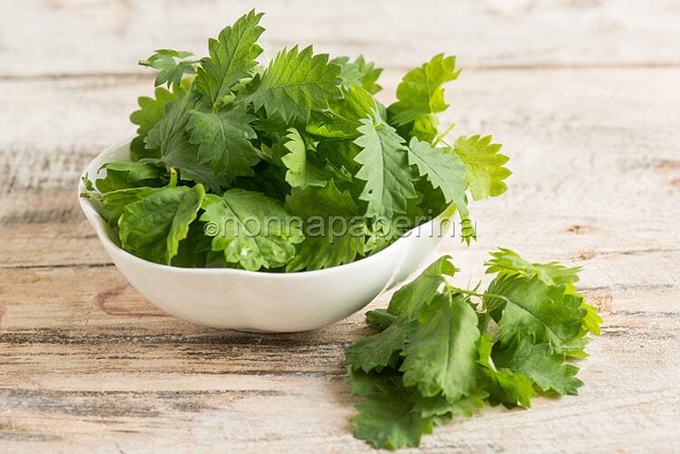 Pimpinella o sanguisorba Pimpinella o sanguisorba