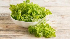 Il geranio mela, una varietà tutta da gustare