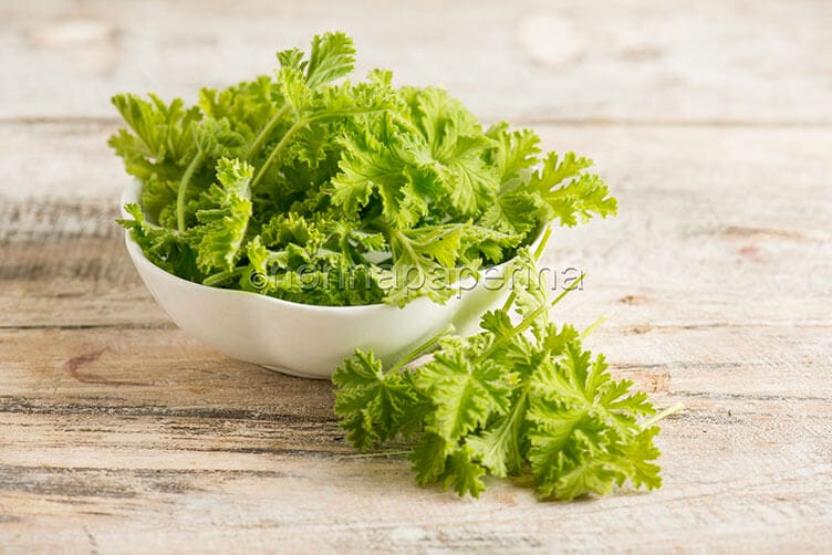 Il geranio mela, una varietà tutta da gustare geranio mela