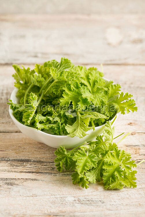 geranio mela geranio mela