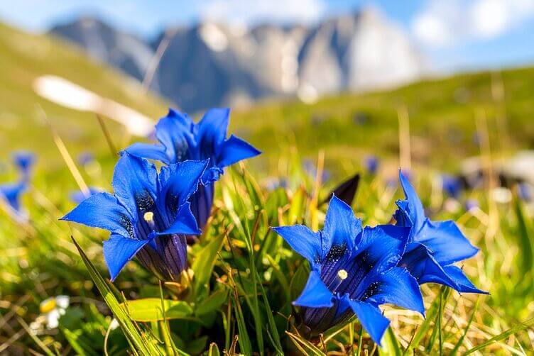 fiori di genziana