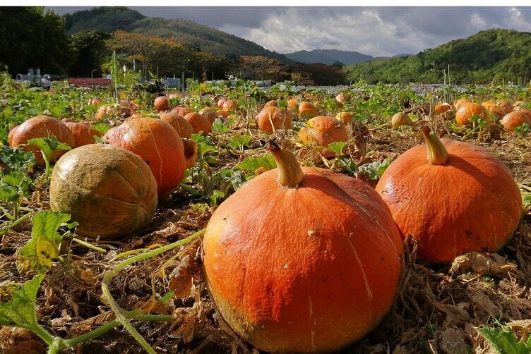 campo di zucca hokkaido campo di zucca hokkaido