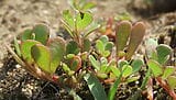 Portulaca pianta aromatica