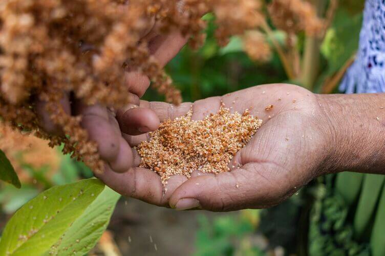 Amarantacee Farina e semi di amaranto