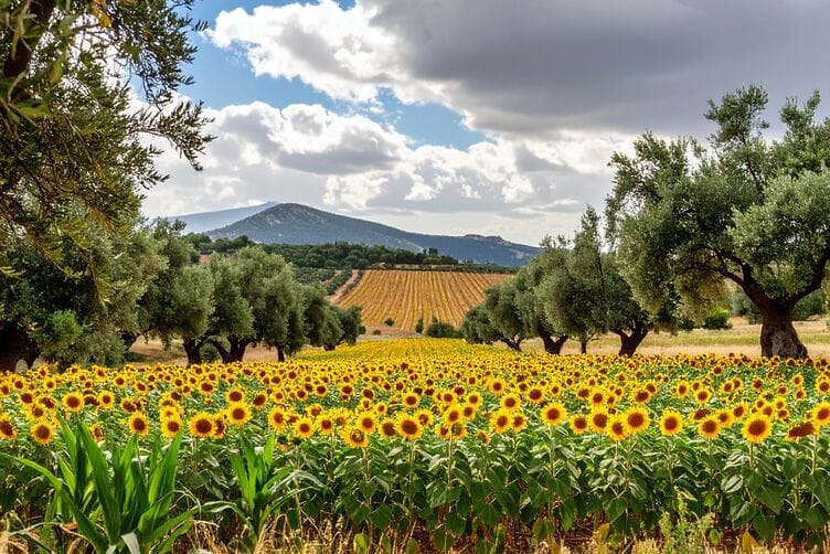 campo di girasoli