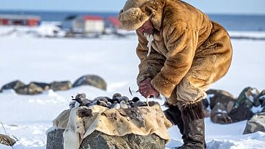 Kiviak: la tradizione artica degli Inuit