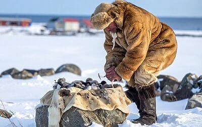 Kiviak: la tradizione artica degli Inuit (eschimesi)
