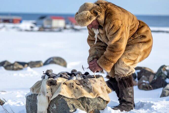Kiviak: la tradizione artica degli Inuit