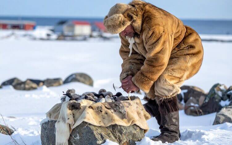 Kiviak: la tradizione artica degli Inuit (eschimesi) Kiviak: la tradizione artica degli Inuit