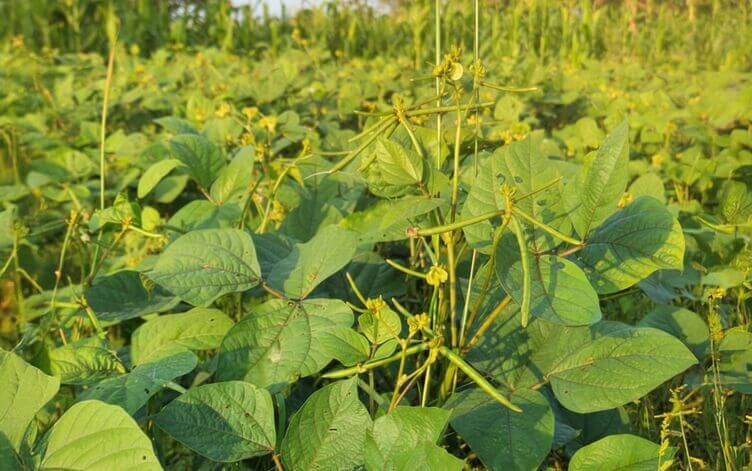 coltivazione fagioli mung o