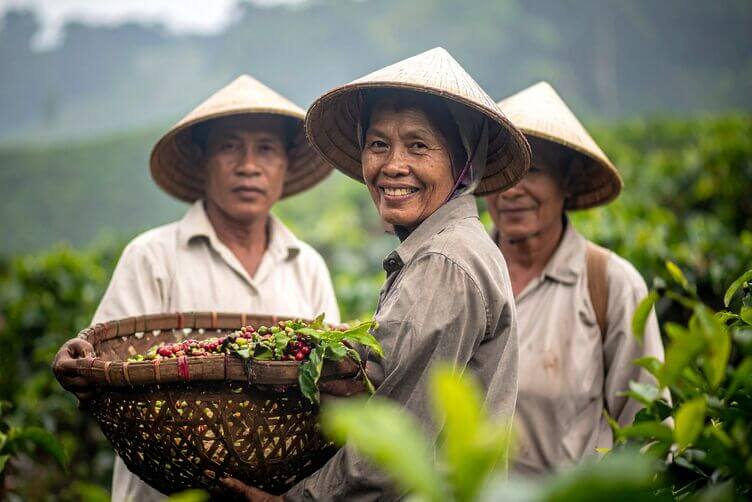 piccoli produttori in piantagione indonesiana di kopi lowuak piccoli produttori in piantagione indonesiana di kopi lowuak