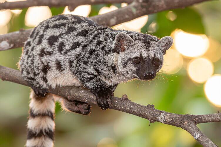 zibetto delle palme asiatico